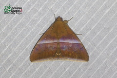 Parallelia calefaciens