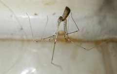 Pholcus opilionoides