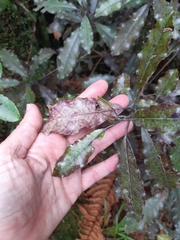 Quintinia serrata
