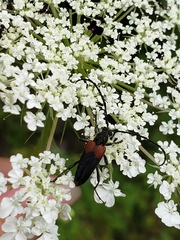 Stictoleptura canadensis
