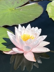 Nymphaea