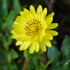 Pyrrhopappus pauciflorus