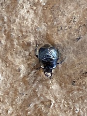 Pangaeus bilineatus