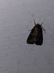 Trichordestra legitima