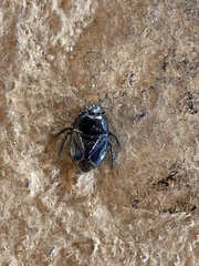 Pangaeus bilineatus