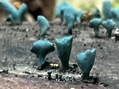 Chlorociboria aeruginascens