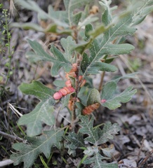 Xanthoteras eburneum