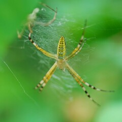 Argiope bruennichi