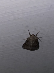 Trichordestra legitima