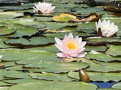 Nymphaea