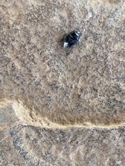 Pangaeus bilineatus