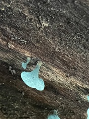 Chlorociboria aeruginascens
