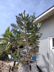 Consolea moniliformis