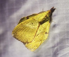 Radhica elisabethae