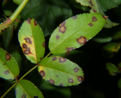 Rosisphaerella rosicola