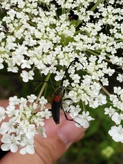 Stictoleptura canadensis