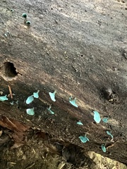 Chlorociboria aeruginascens