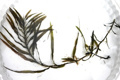 Potamogeton robbinsii