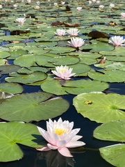 Nymphaea