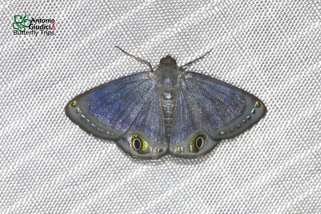 Tasta micaceata