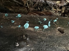 Chlorociboria aeruginascens