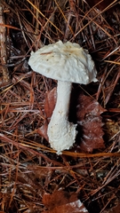 Amanita cokeri
