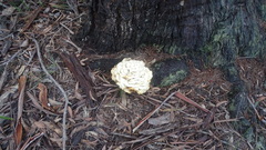 Fungi
