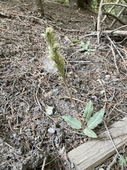 Goodyera oblongifolia