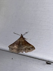 Renia discoloralis