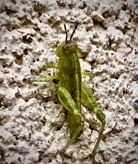 Bootettix argentatus