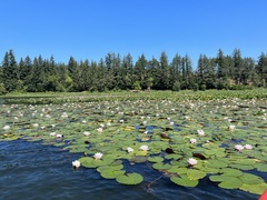 Nymphaea