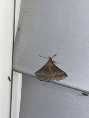 Renia discoloralis