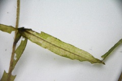 Potamogeton alpinus