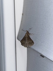 Renia discoloralis