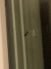 Formicidae