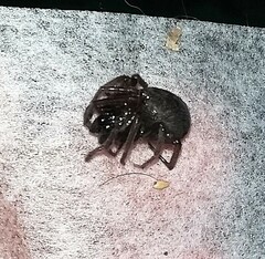 Araneae