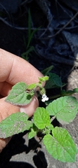 Salvia podadena