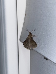 Renia discoloralis