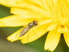 Toxomerus marginatus