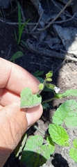 Salvia podadena