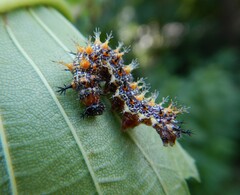Polygonia