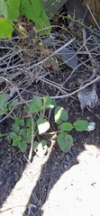Salvia podadena