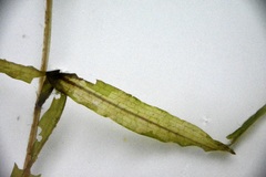 Potamogeton alpinus