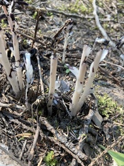 Monotropa uniflora