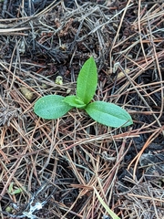 Pterostylis foliata