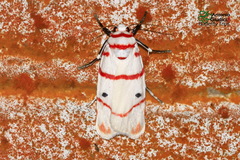 Cyana perornata