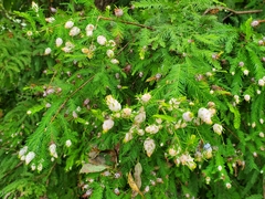 Taxodiomyia cupressiananassa