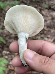Lactifluus piperatus