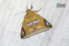 Bastilla circumsignata