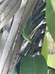 Anolis carolinensis